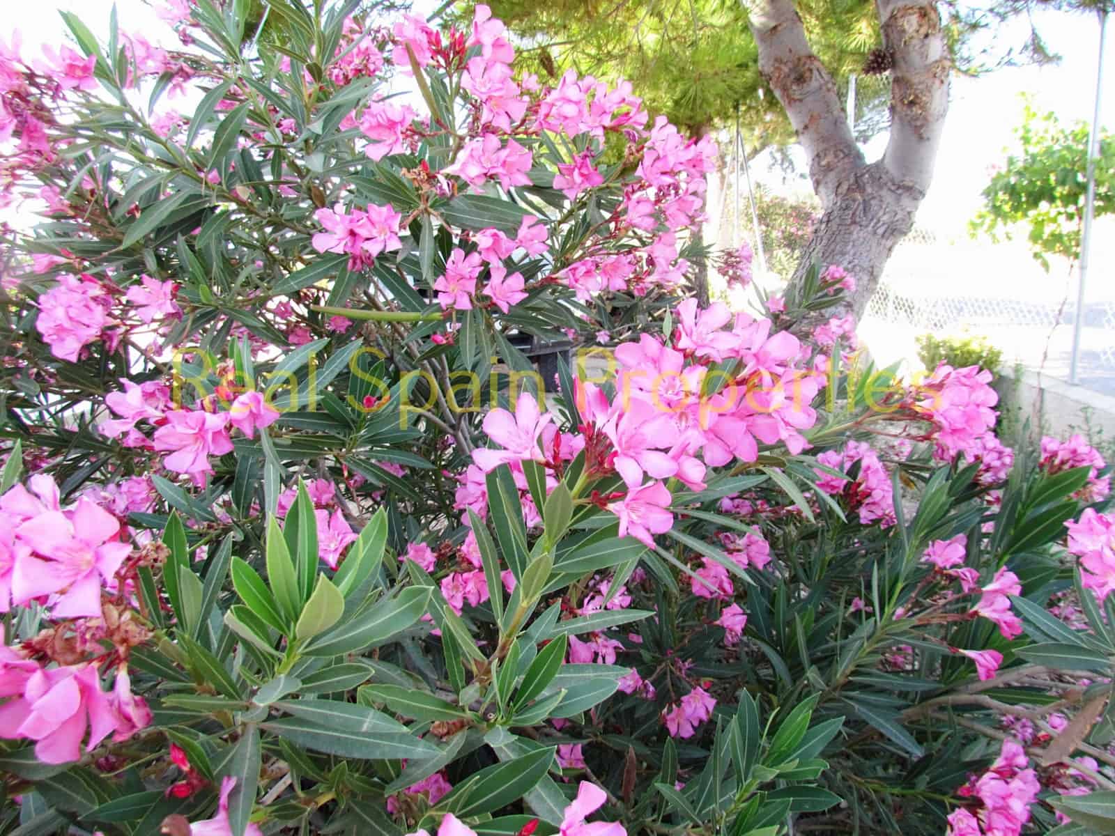 3 bedroom Finca/Country House for sale in Velez-Blanco - € 245,000 (Ref: 8417249)