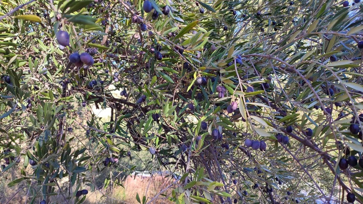 4 soveværelse Byhus til salg i Velez-Blanco - € 49.900 (Ref: 8417262)