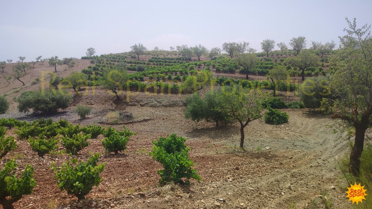 Undeveloped Land for sale in Velez-Rubio - € 87,000 (Ref: 8417271)