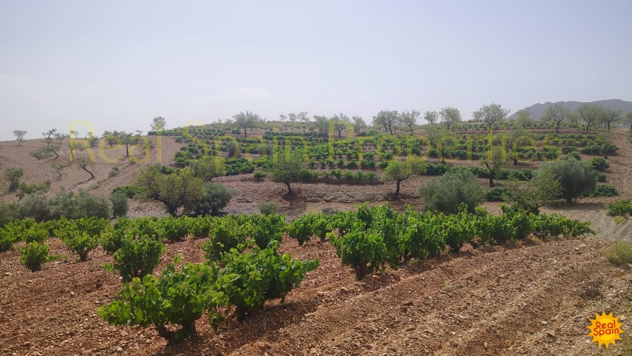 Undeveloped Land for sale in Velez-Rubio - € 87,000 (Ref: 8417271)