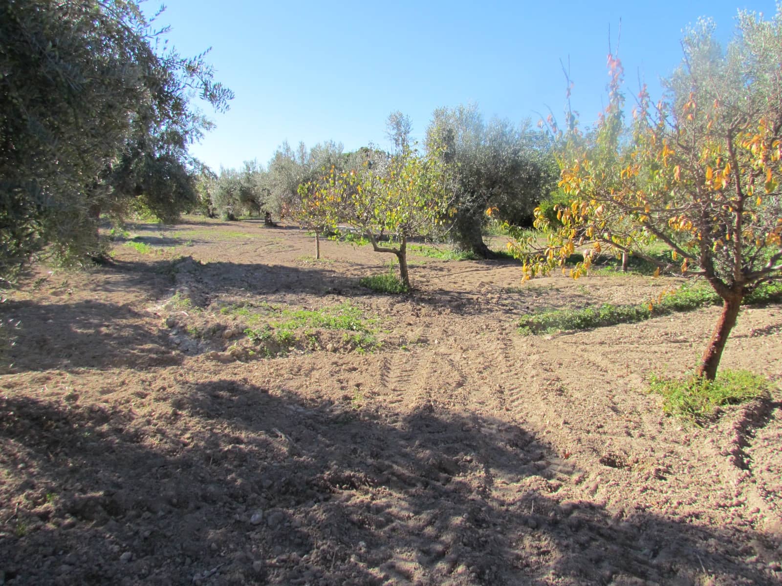 5 soveværelse Finca/Landehus til salg i Velez-Blanco - € 169.000 (Ref: 8417328)