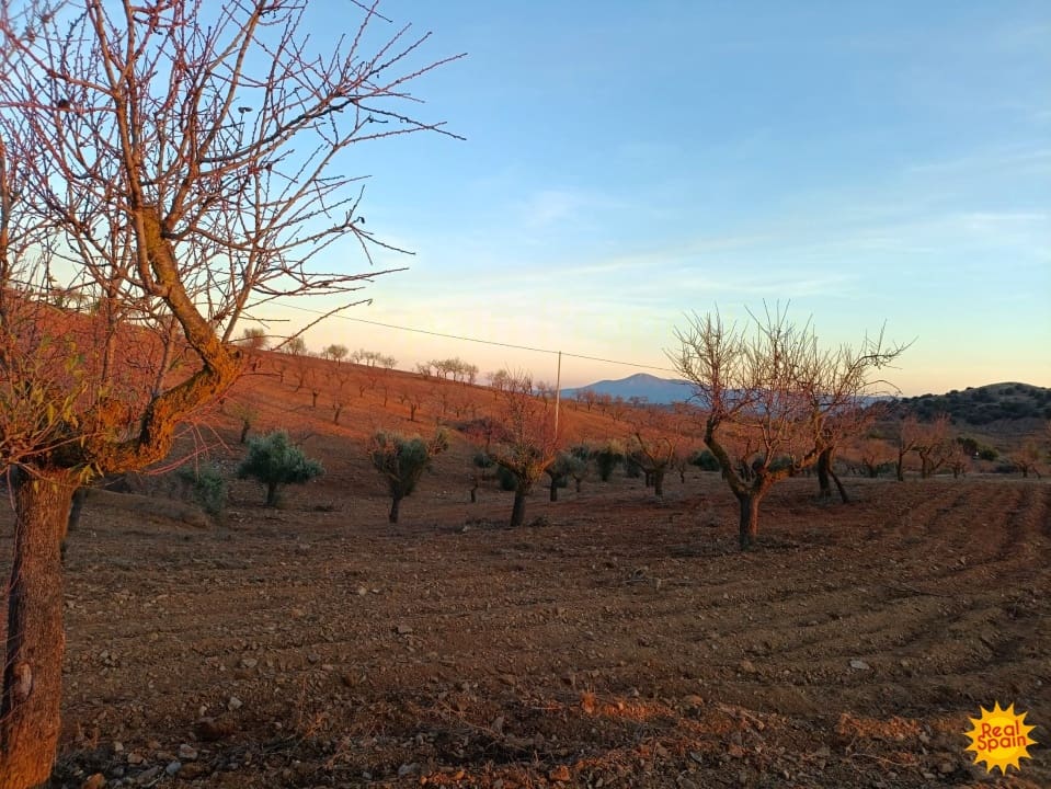 Commercial for sale in Velez-Rubio - € 88,000 (Ref: 9483214)