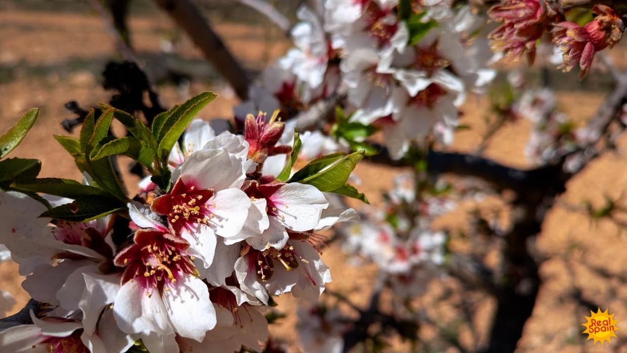 Terreno Não Urbanizado para venda em Chirivel - 60 000 € (Ref: 9800817)