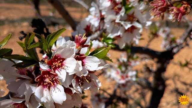 Terreno Não Urbanizado para venda em Chirivel - 60 000 € (Ref: 9800817)