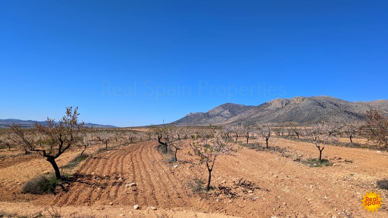 Terreno Não Urbanizado para venda em Chirivel - 60 000 € (Ref: 9800817)