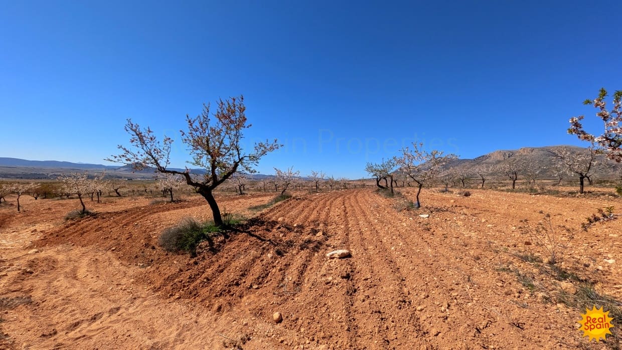 Terreno Não Urbanizado para venda em Chirivel - 60 000 € (Ref: 9800817)