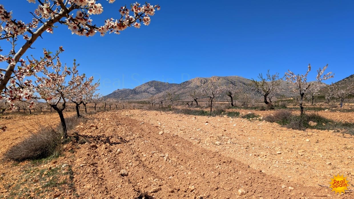 Terreno Não Urbanizado para venda em Chirivel - 60 000 € (Ref: 9800817)