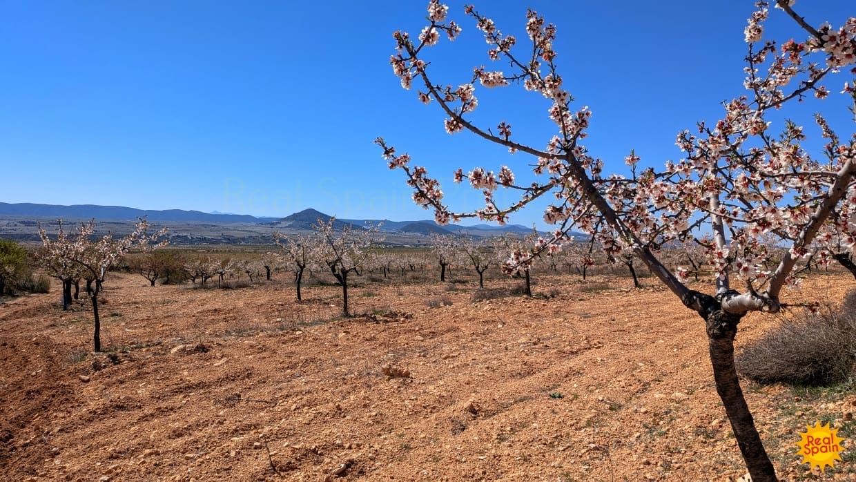 Terreno Não Urbanizado para venda em Chirivel - 60 000 € (Ref: 9800817)