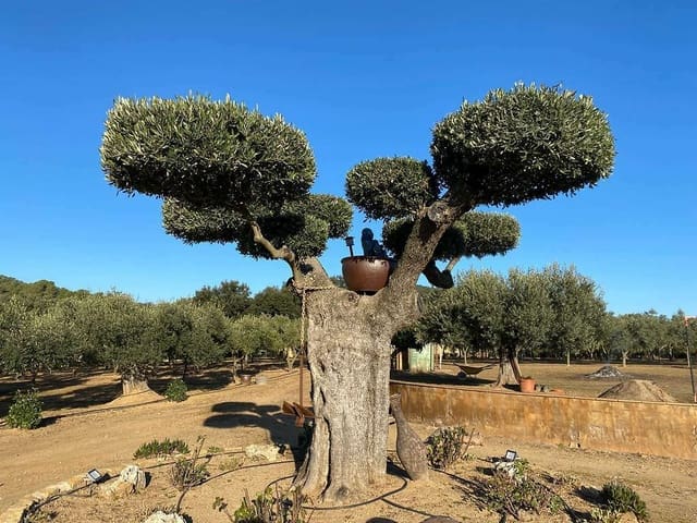 Finca/Maison de Campagne à vendre à Mont-ras - 1 200 000 € (Ref: 6807371)