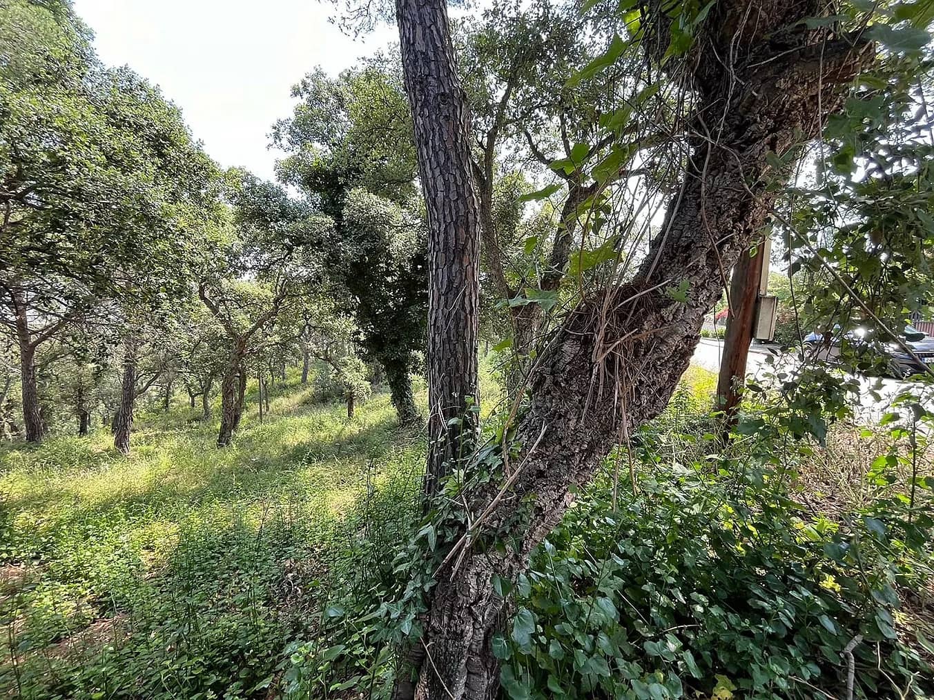 Grond te koop in Calonge i Sant Antoni - € 130.000 (Ref: 8405098)