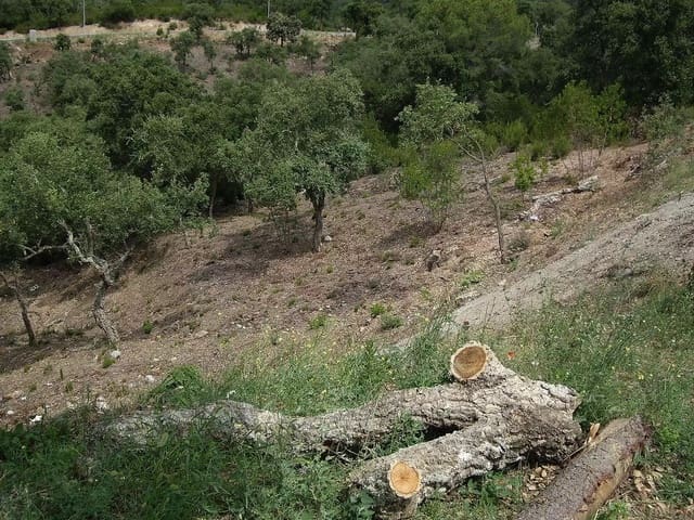 Ubebygd land til salgs i Calonge i Sant Antoni - € 85 000 (Ref: 9930389)