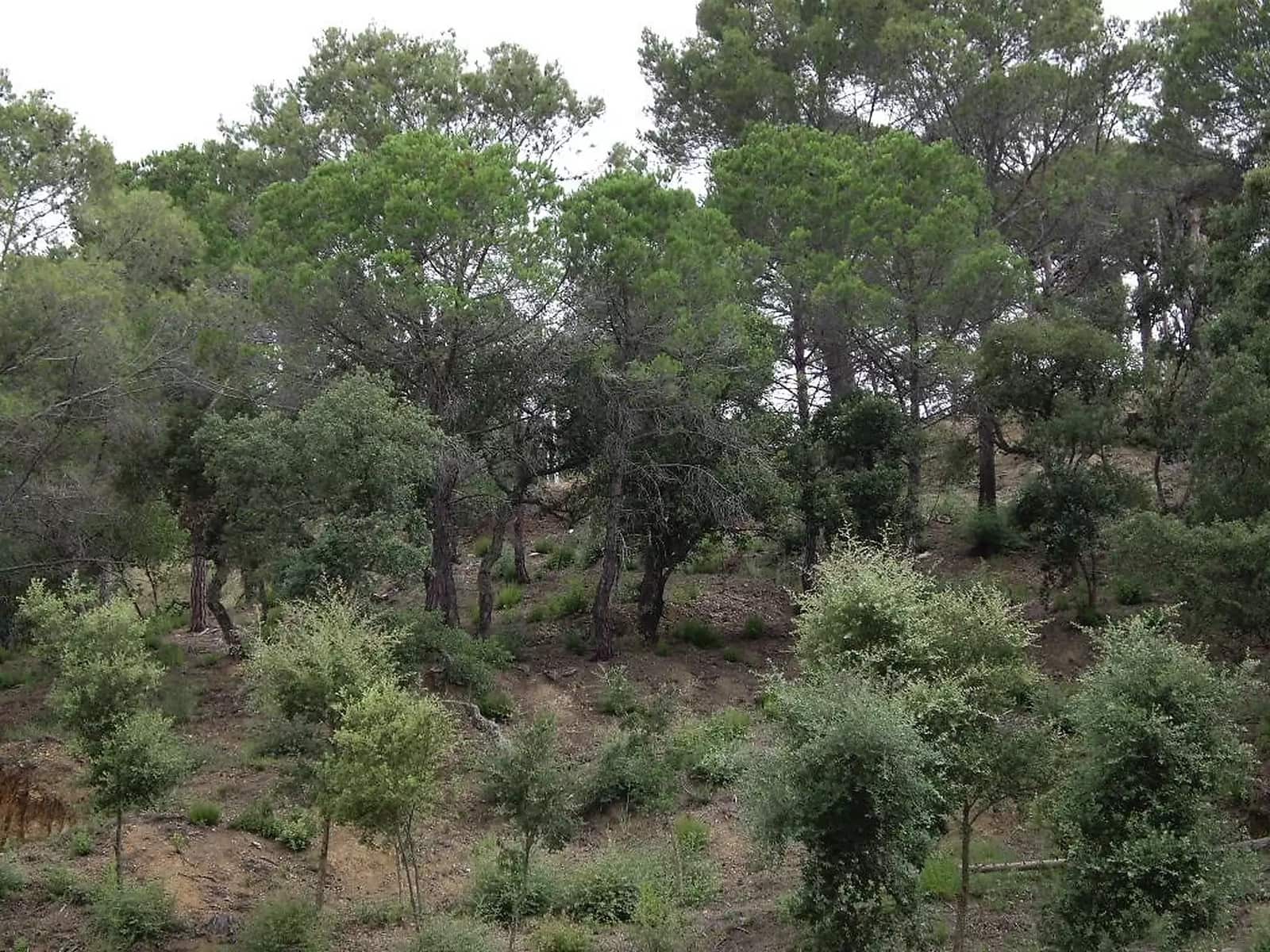 Ubebygd land til salgs i Calonge i Sant Antoni - € 57 000 (Ref: 9930390)