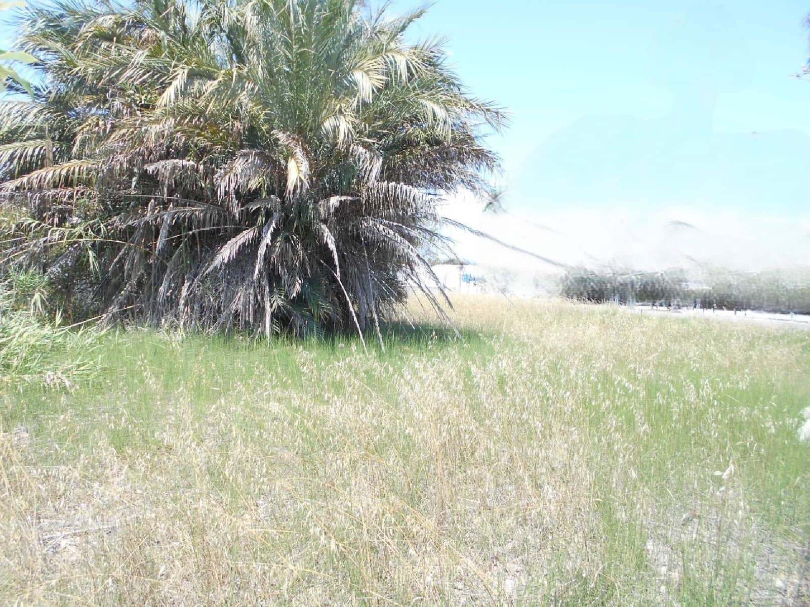 Bouwgrond te koop in Oliva - € 157.500 (Ref: 8327754)