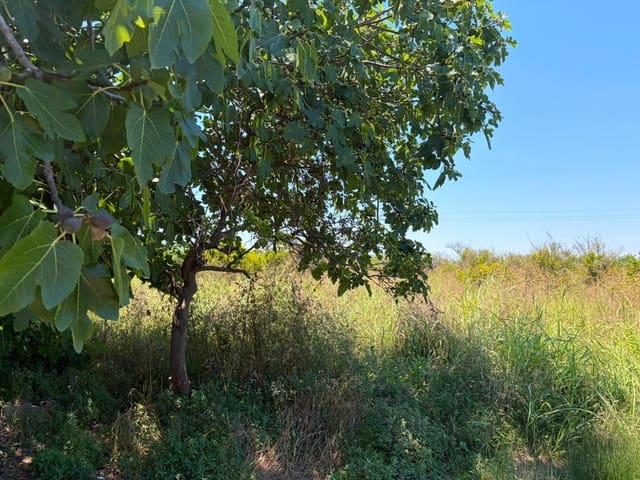 Grunde uden byggetilladelser til salg i Oliva - € 30.000 (Ref: 9965392)