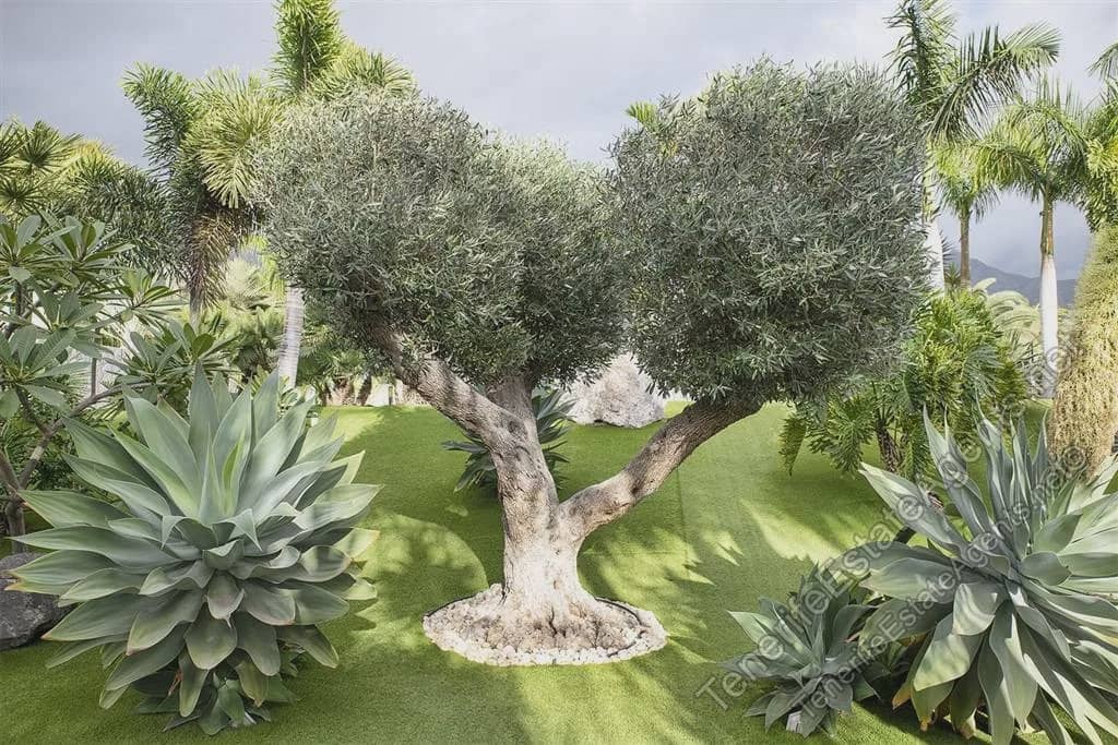 5 bedroom Villa for sale in Adeje with pool - € 5,750,000 (Ref: 7314727)