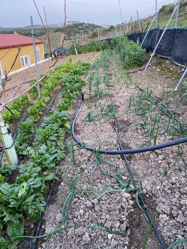 7 soveværelse Finca/Landehus til salg i Osuna med swimmingpool garage - € 2.000.000 (Ref: 9036350)