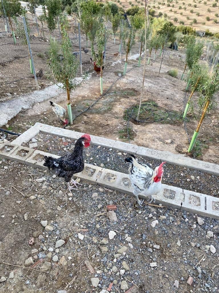 7 soveværelse Finca/Landehus til salg i Osuna med swimmingpool garage - € 2.000.000 (Ref: 9036350)