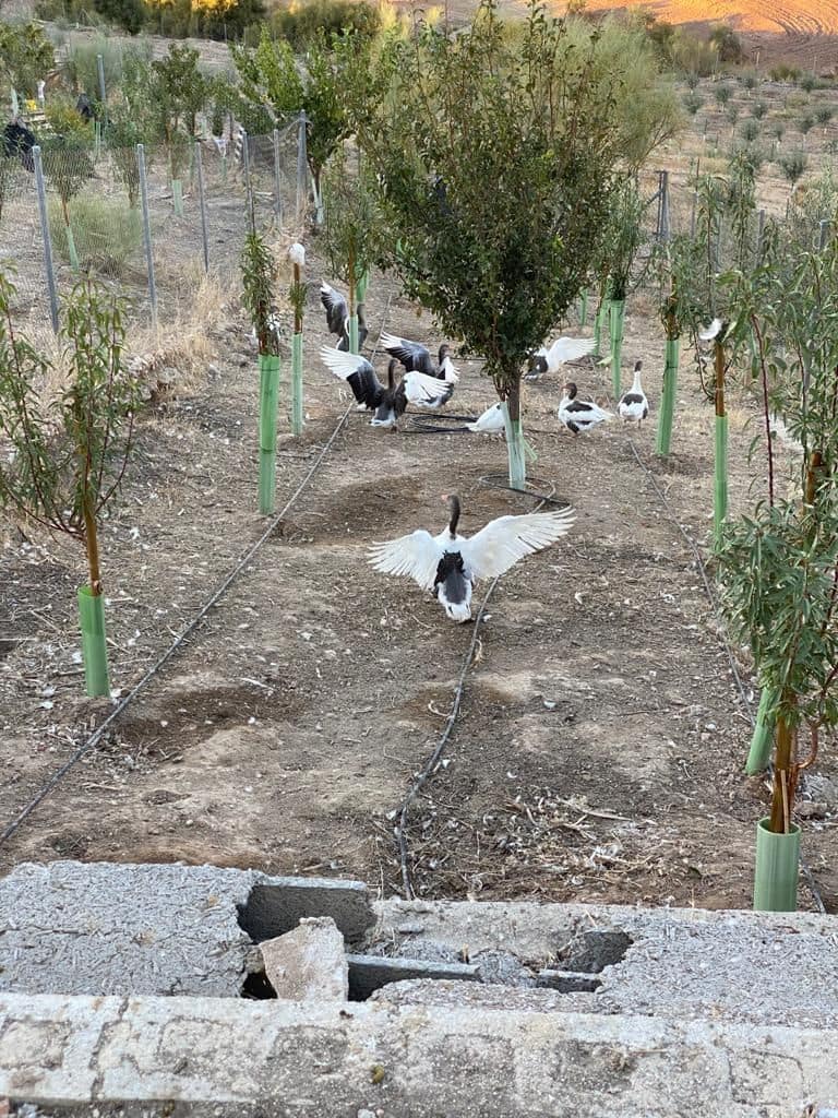 7 soveværelse Finca/Landehus til salg i Osuna med swimmingpool garage - € 2.000.000 (Ref: 9036350)