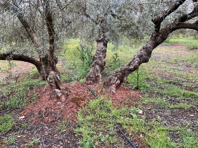 Finca/Casa di Campagna in vendita in Fuente de Piedra - 188.000 € (Rif: 9036364)