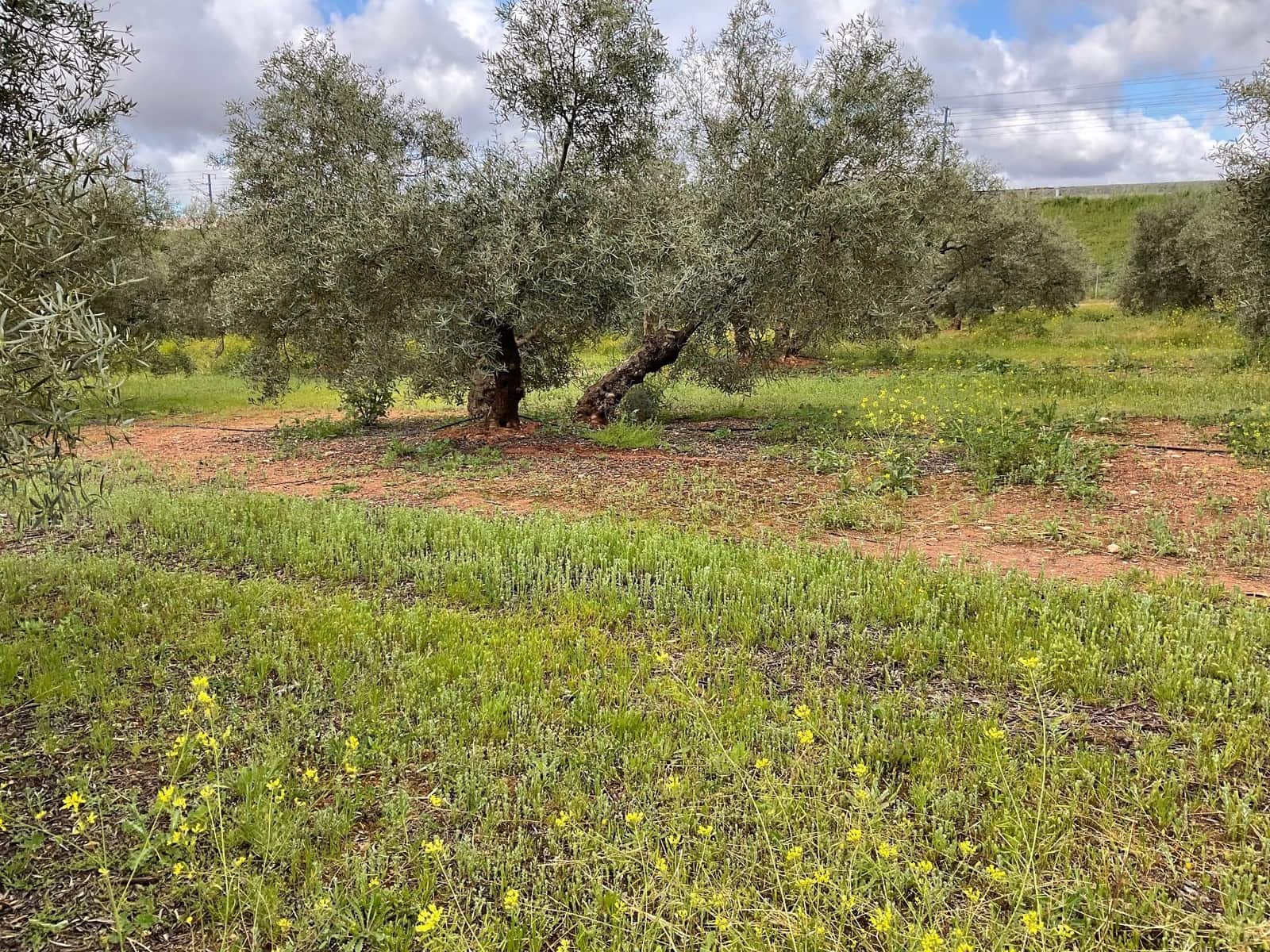 Finca/Landehus til salg i Fuente de Piedra - € 188.000 (Ref: 9036364)