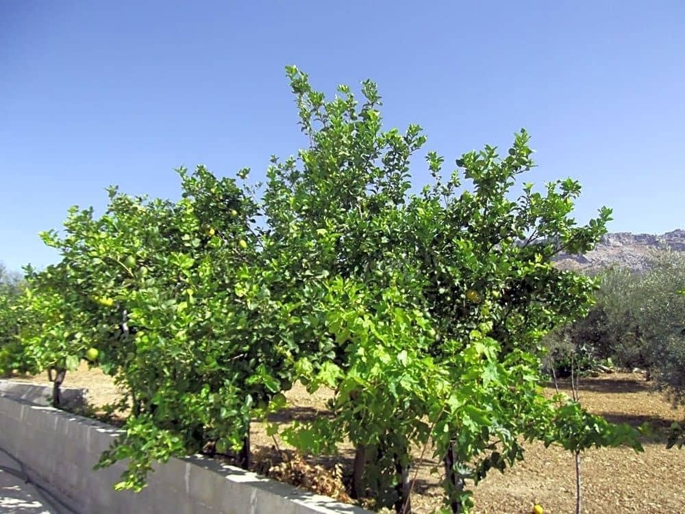 5 soveværelse Villa til salg i Villanueva de la Concepcion med garage - € 450.000 (Ref: 9232187)