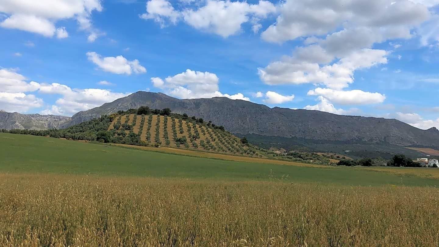 Ubebygd land til salgs i Antequera - € 165 000 (Ref: 9232192)