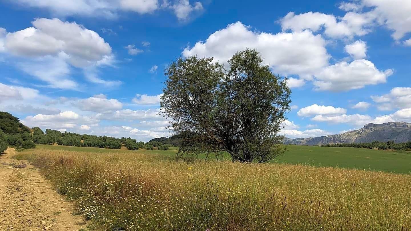 Ubebygd land til salgs i Antequera - € 165 000 (Ref: 9232192)