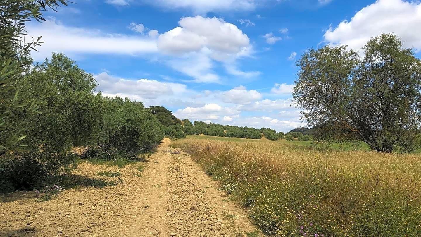 Ubebygd land til salgs i Antequera - € 165 000 (Ref: 9232192)