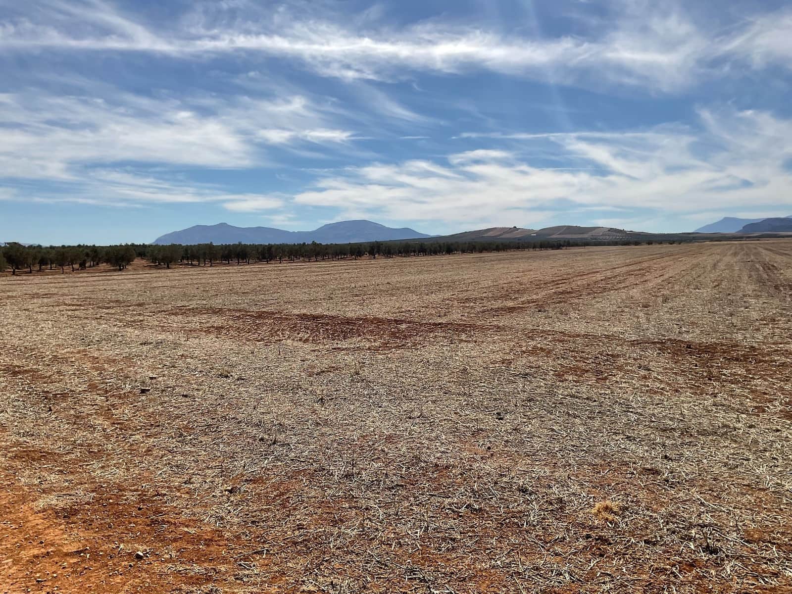 Teren niezagospodarowany na sprzedaż w Campillos - 75 000 € (Ref: 9232215)