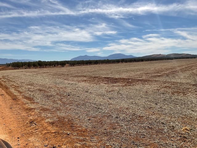 Grunde uden byggetilladelser til salg i Campillos - € 75.000 (Ref: 9232215)