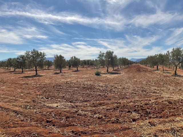 Grunde uden byggetilladelser til salg i Campillos - € 75.000 (Ref: 9232215)