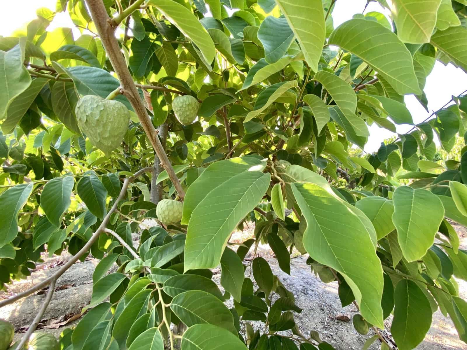 3 chambre Villa/Maison à vendre à Salobrena avec piscine garage - 950 000 € (Ref: 6239258)