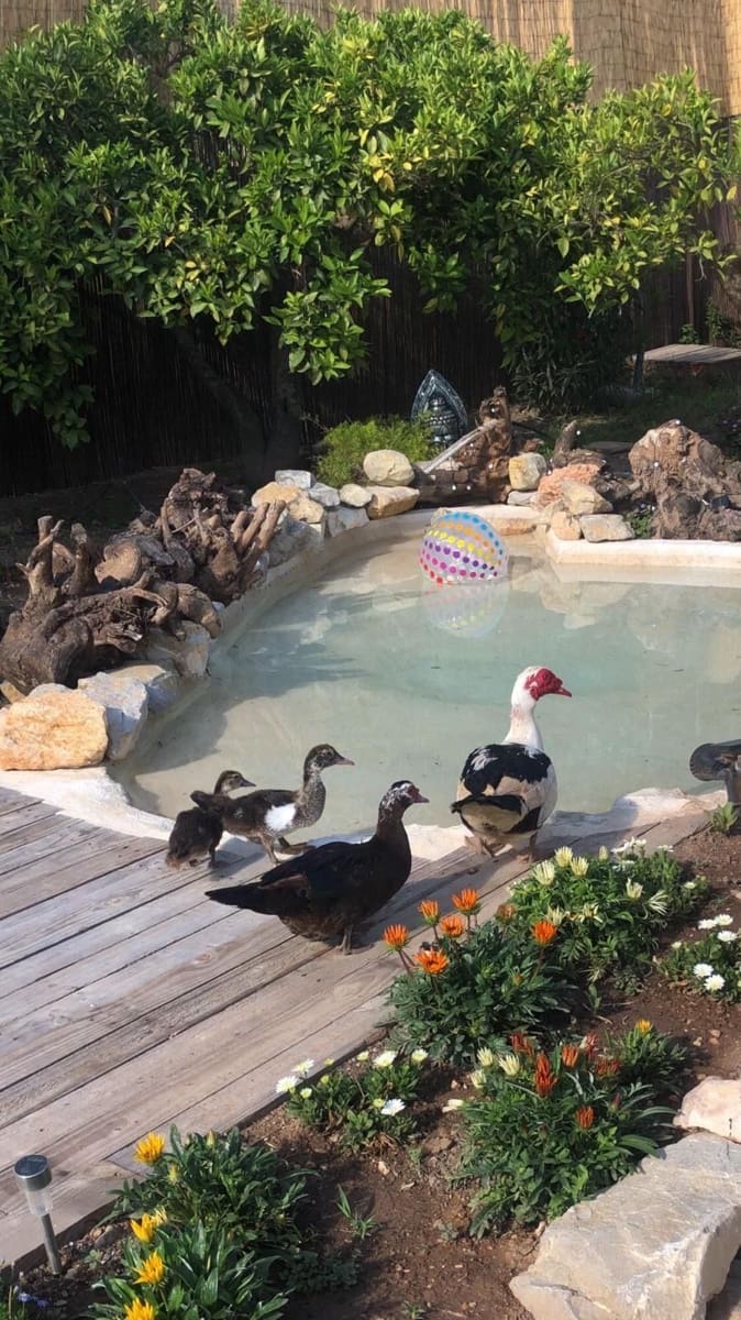 1 soveværelse Finca/Landehus til salg i Polop - € 235.000 (Ref: 8449912)