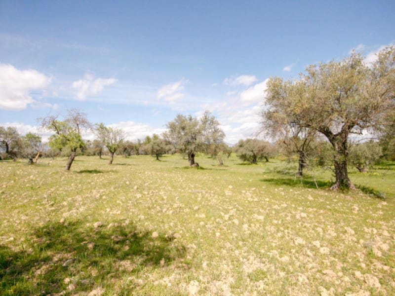 1 Zimmer Finca/Landgut zu verkaufen in Coin - 825.000 € (Ref: 7454646)