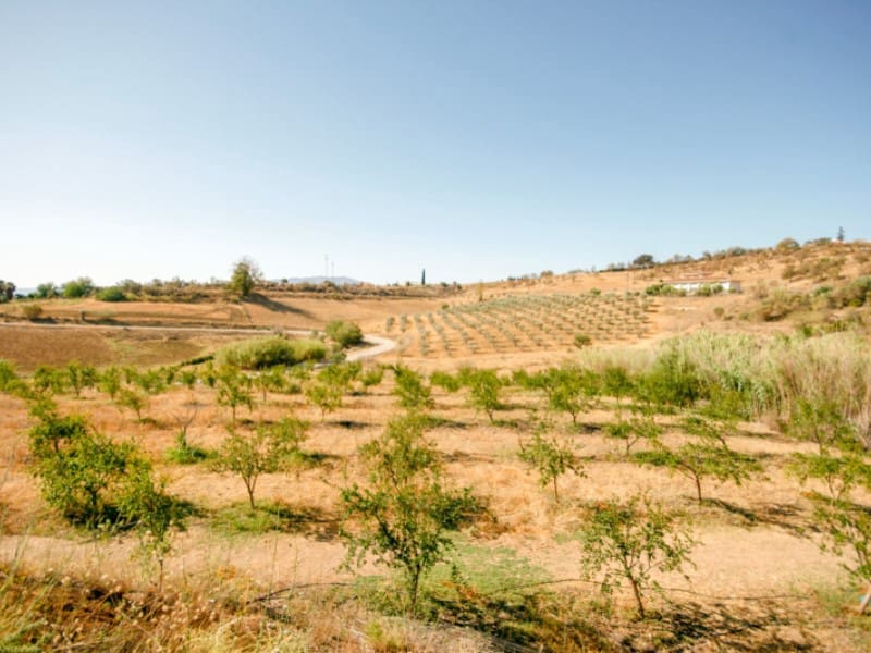 7 sypialnia Finka/Dom wiejski na sprzedaż w Pizarra - 1 800 000 € (Ref: 8455998)