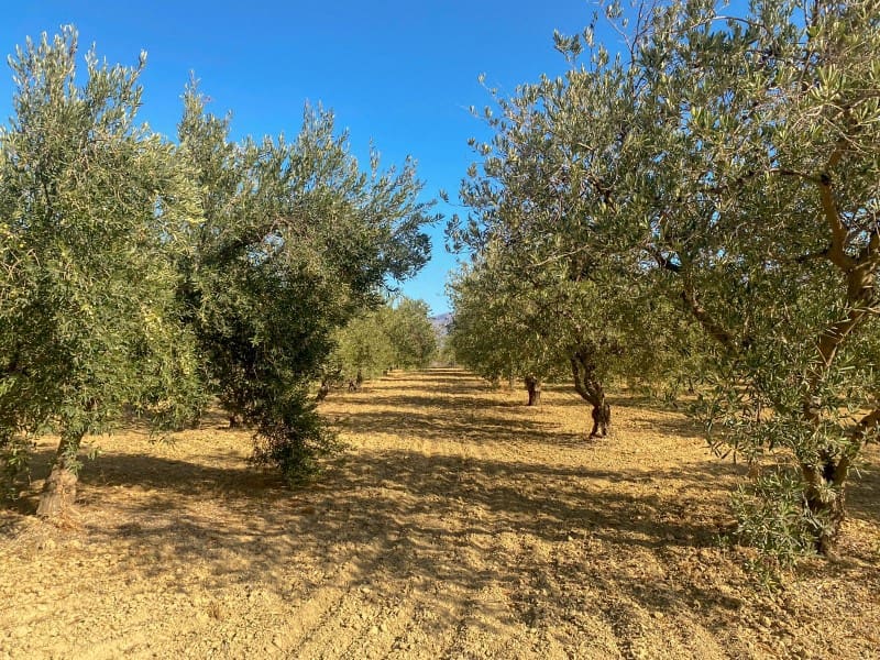 Finca/Landehus til salg i Coin - € 367.500 (Ref: 8665753)