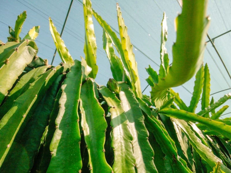 1 soveværelse Finca/Landehus til salg i Monda - € 545.000 (Ref: 9017409)