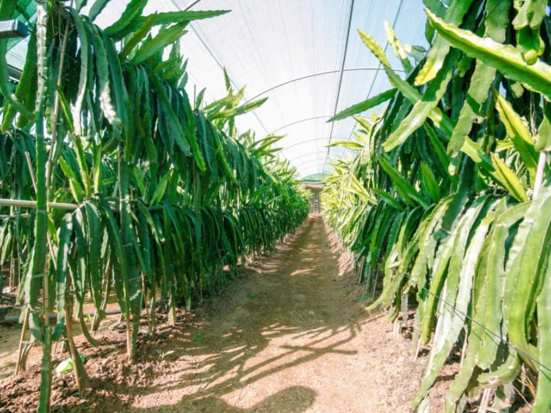 1 soveværelse Finca/Landehus til salg i Monda - € 545.000 (Ref: 9017409)