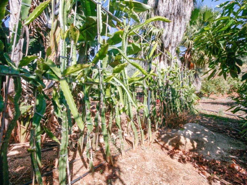 1 soveværelse Finca/Landehus til salg i Monda - € 545.000 (Ref: 9017409)