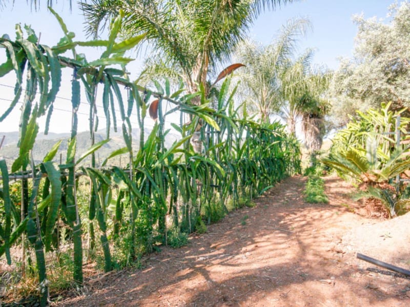 1 soveværelse Finca/Landehus til salg i Monda - € 545.000 (Ref: 9017409)