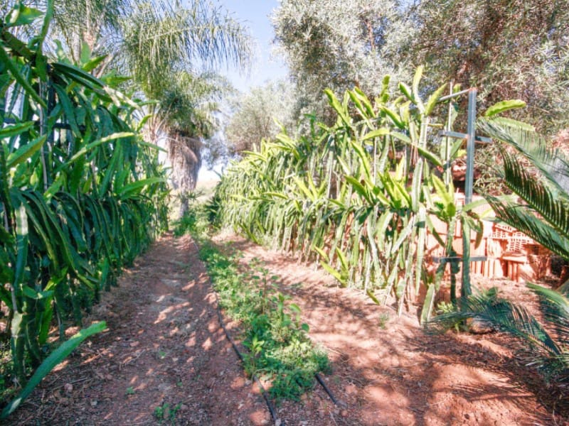 1 soveværelse Finca/Landehus til salg i Monda - € 545.000 (Ref: 9017409)