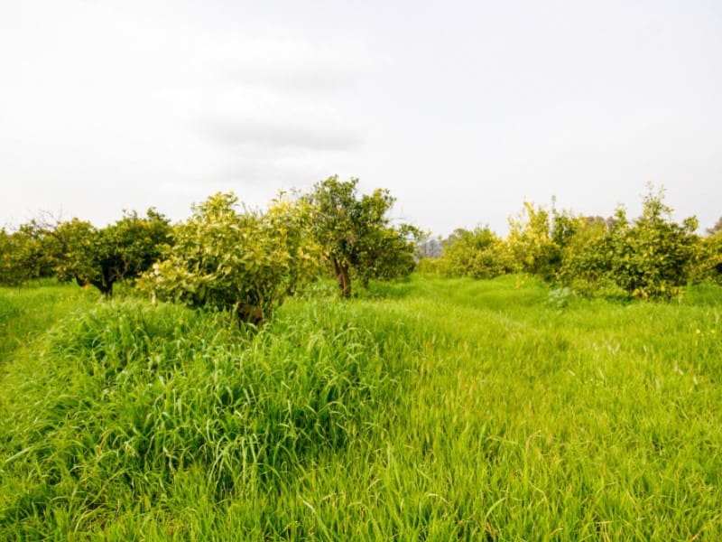 Finka/Dom wiejski na sprzedaż w Cartama - 85 000 € (Ref: 9666197)