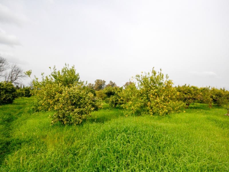 Finka/Dom wiejski na sprzedaż w Cartama - 85 000 € (Ref: 9666197)