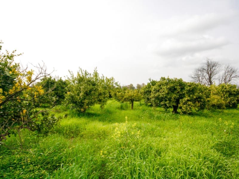 Finka/Dom wiejski na sprzedaż w Cartama - 85 000 € (Ref: 9666197)