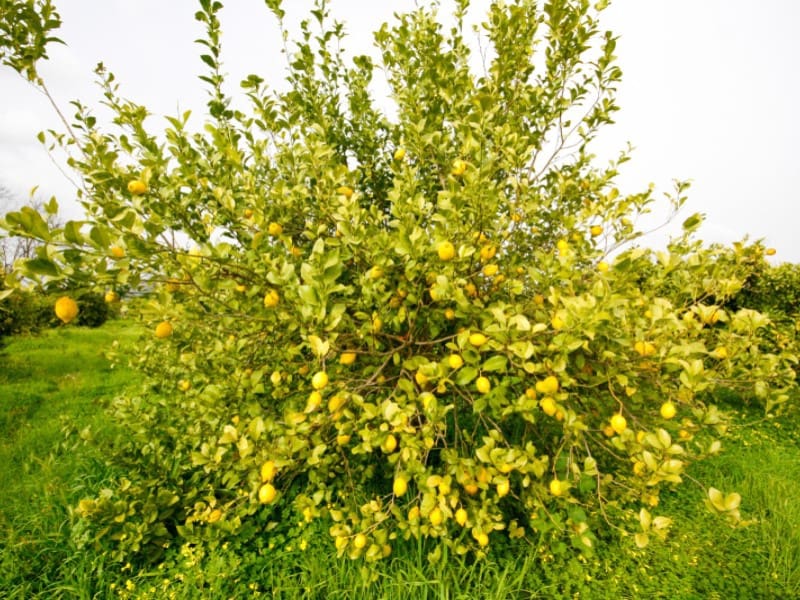 Finka/Dom wiejski na sprzedaż w Cartama - 85 000 € (Ref: 9666197)