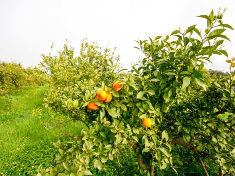 Finka/Dom wiejski na sprzedaż w Cartama - 85 000 € (Ref: 9666197)