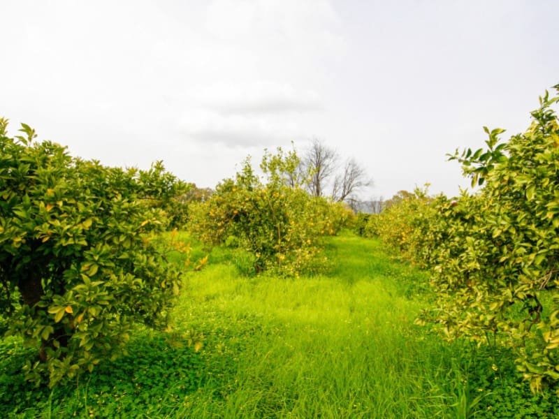 Finka/Dom wiejski na sprzedaż w Cartama - 85 000 € (Ref: 9666197)