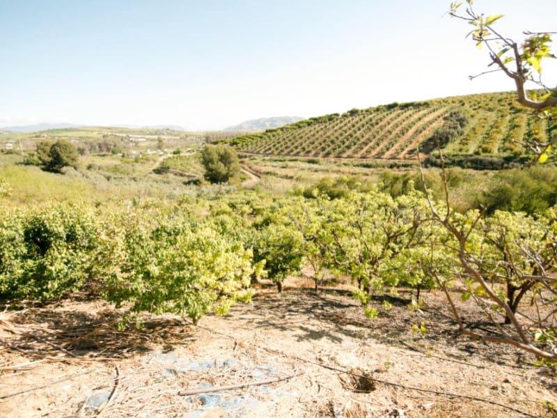 2 Zimmer Finca/Landgut zu verkaufen in Coin - 239.000 € (Ref: 9780313)