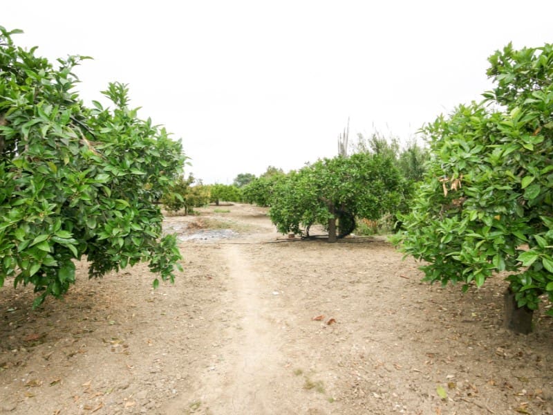 3 slaapkamer Finca/Landhuis te koop in Alhaurin el Grande - € 461.250 (Ref: 9904214)