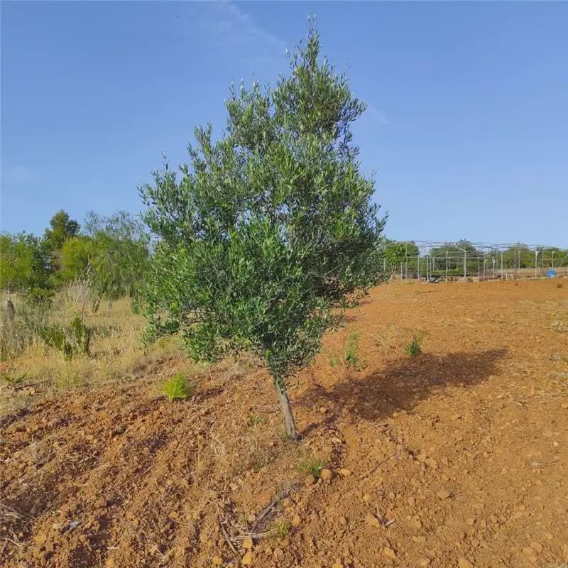 2 chambre Finca/Maison de Campagne à vendre à Palma de Mallorca - 400 000 € (Ref: 10147461)